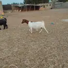 معزا بور دفيع