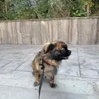 كلب للبيع بكنيز ع السوم معه ملف تطعيمات