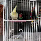 طير كروان مع القفص والالعاب