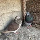 زوج نفاخ اسباني للبيع