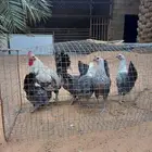 دجاج فيوم نضيف