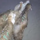 طليان سواكني تربية مقفلة شجم ولحم