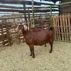 جفار محايلية أمهم كلهارية