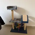 بيت منزل قط