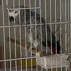 ببغاء كاسكو