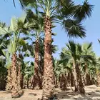 نخل واشنطني زينه أمريكي ابو مروحه 99