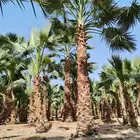 انخل واشنطن زينه الي جميع مناطق المملكه الاستفسارات