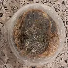 عسل من تهامة عسير محصل هسنه