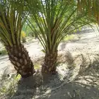 فسائل نخيل للبيع احجام كبار ونوايع طيبه
