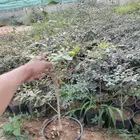 شتلات ترمناليا منتالي