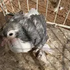 شيرازي