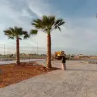 نخل واشنطني امريكي وزيتون