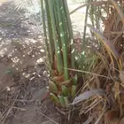 يوجد لدينا جميع انواع انخيل المثمر وزينه حسب اطلب