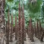 انخل واشنطن زينه الي جميع مناطق المملكه العربيه