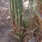 سلام عليكم يوجد لدينا انخيل صقعي درجه اولا مطوق اعمر