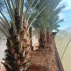 نخل مثمر للبيع خلاص برحي سكري روثان