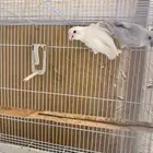 روز للبيع انثى تم البيع