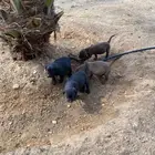 Labrador puppies لابرادور