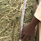 علف رودس