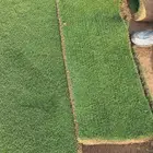 ثيل طبيعي C2000 زرع طبيعي