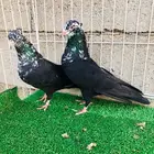 زوج حمام ( تشكيلي )