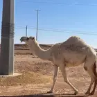 نياق للبيع