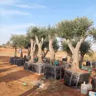 زيتون معمر