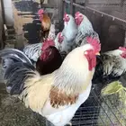 دجاج براهما