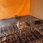 باص هونداي كاونتي محول الى كرفان