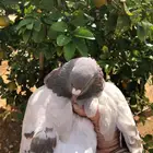 حمام فرنسي سيلفر لاحم