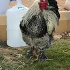 براهما توب التوب