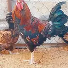 ديك ترثه عرفين حار عمرة اتوقع سنه