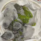 فروخ سنقالي بسعر ممتاز للبيع ((يويو))