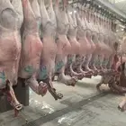 حاشي بلدي فاخر طازج