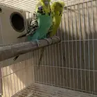 جوز بادجي انقلش توب تم البيع