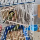 طيور الحب زوج بادجي