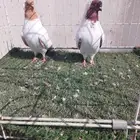 حمام ارباش جيرمن