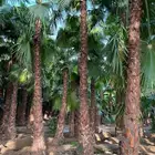 نخل واشنطني