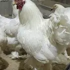 دجاج ابراهما صنف فاخر