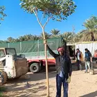 أشجار كاسيا جلوكا وترمناليا منتالي