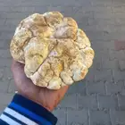 فقع تسما و زبيدي