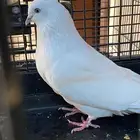 طير وحشي باكستاني