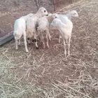 فران تربيه بلدي
