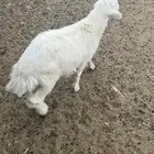 طلي