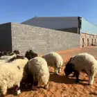 طليان ورخال نعيم
