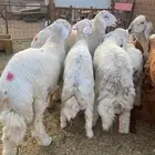 طليان حري وسواكني