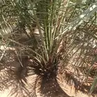 نخل من القصيم