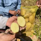 بطاطس مائدة سبونتا من المزرعة مباشرة حمولة دينة 6 طن