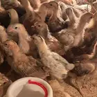 صوص دجاج عمر 20 يوم