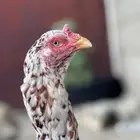 ( تم البيع ) سندي بيور
